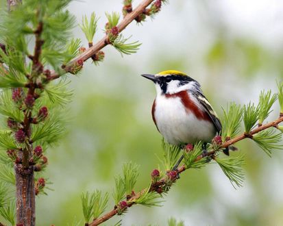Обои на рабочий стол Goldcrest сидит на ветке молодой ёлочки 