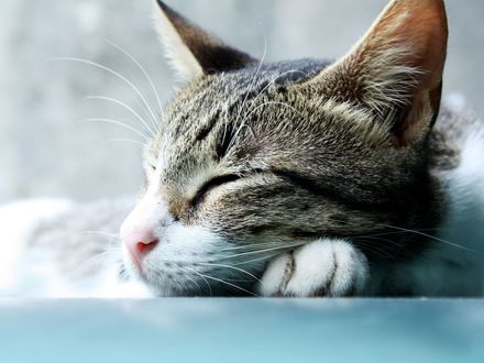 Обои на рабочий стол Спящий кот