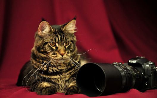 Обои на рабочий стол Кот рядом с фотоаппаратом (Nikon)