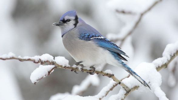 Обои на рабочий стол Blue Jay (Cyanocitta Cristata) североамериканская голубая сойка.