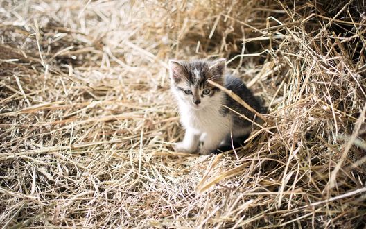 Обои на рабочий стол Котенок в стоге сена