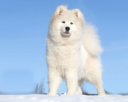 Обои на рабочий стол Белая пушистая собака породы 'Самоед / Samoyed' стоит на снегу на фоне неба
