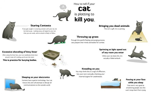 Обои на рабочий стол Как определить что ваш кот хочет вас убить? / How to Tell if Your Cat is Plotting to Kill You