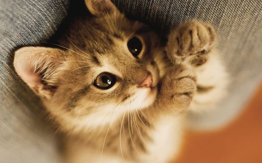 Обои на рабочий стол Котик лежит на спинке