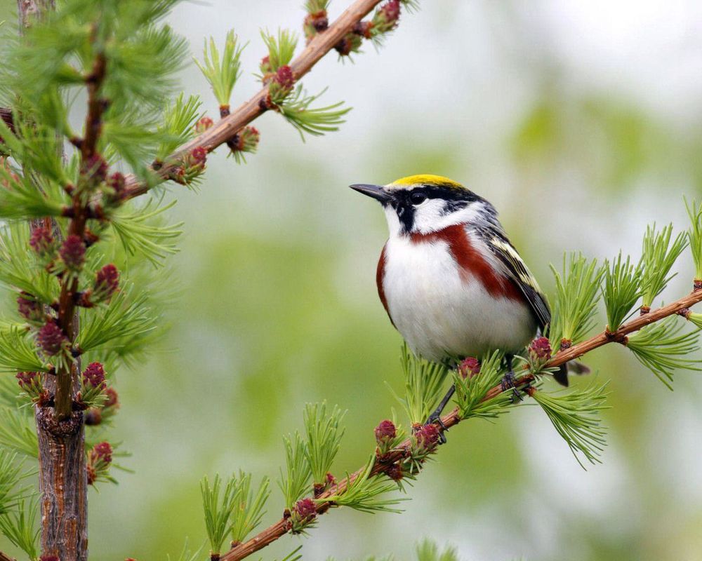 Обои для рабочего стола Goldcrest сидит на ветке молодой ёлочки 