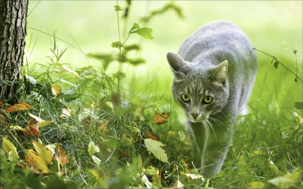 Обои для рабочего стола Серый кот идет по зеленой траве