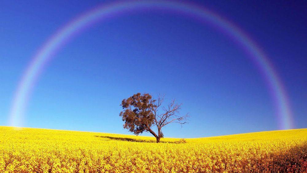 Обои для рабочего стола Жёлтые поля, одиноко растущее дерево и радуга в голубом небе