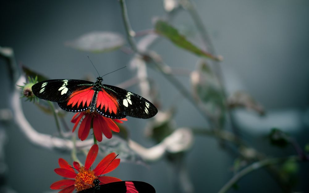Обои для рабочего стола  Heliconiusdoris. сидит на цветах