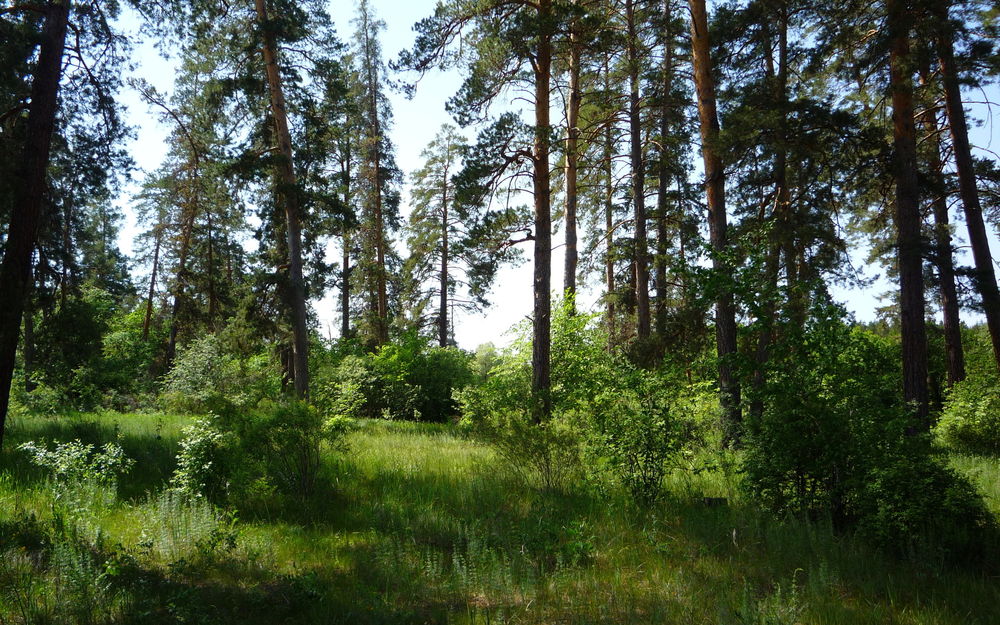 Обои для рабочего стола Лес и зелёная травка