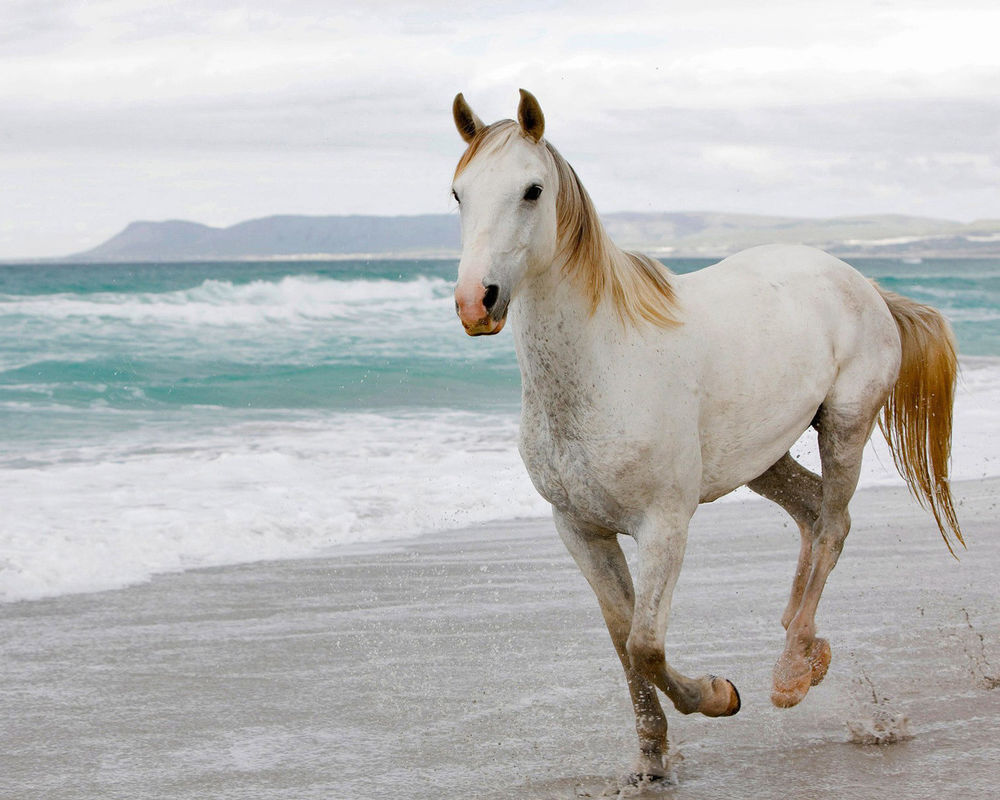 Обои для рабочего стола Белая лошадь скачет по пляжу у моря