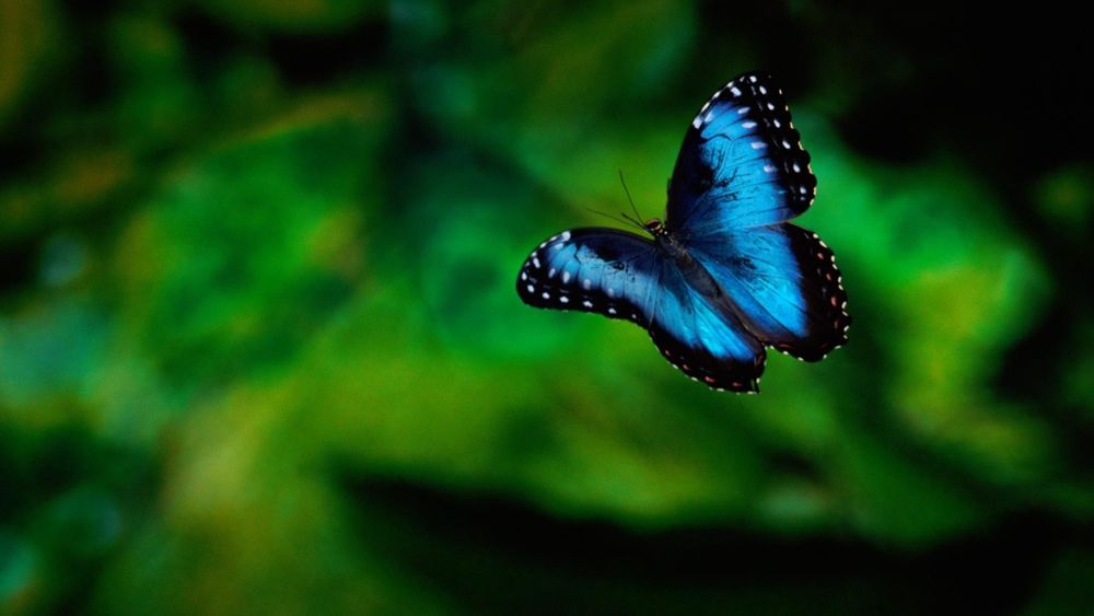Обои для рабочего стола Blue Butterfly