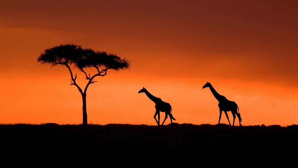 Обои для рабочего стола Закат в Кении, силуэты жирафов и дерево