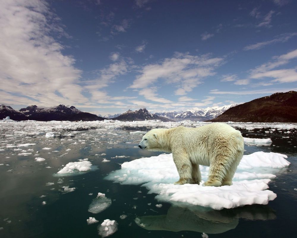 Обои для рабочего стола Белый медведь плывёт на льдине на фоне заснеженных гор