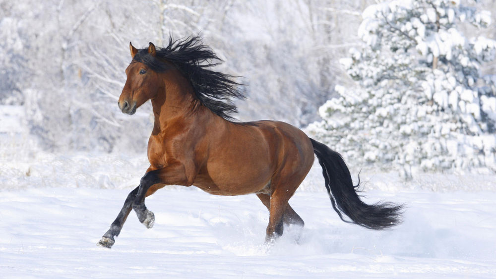 Обои для рабочего стола Гнедой конь бежит по снегу