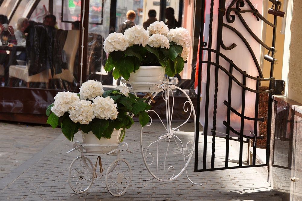 Обои для рабочего стола Горшки с белыми цветами на подставке в виде велосипеда на улице во Львове, Украина