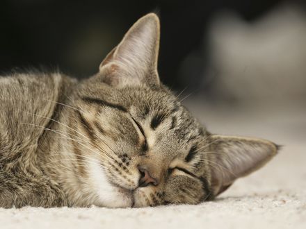 Обои на рабочий стол Спящий кот