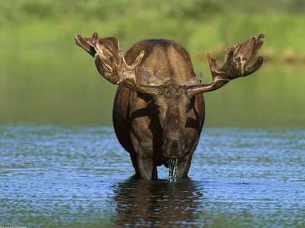 Обои на рабочий стол Лось, пьющий воду