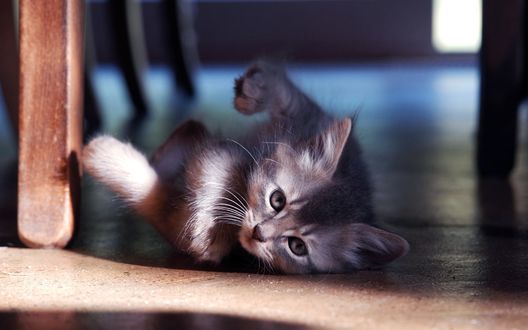 Обои на рабочий стол Игривый котэ лежит рядом с ножкой стула