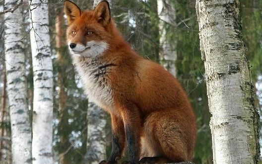 Обои на рабочий стол Лисёнок сидит в лесу среди берёз