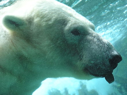 Обои на рабочий стол Белый медведь под водой показывает язык