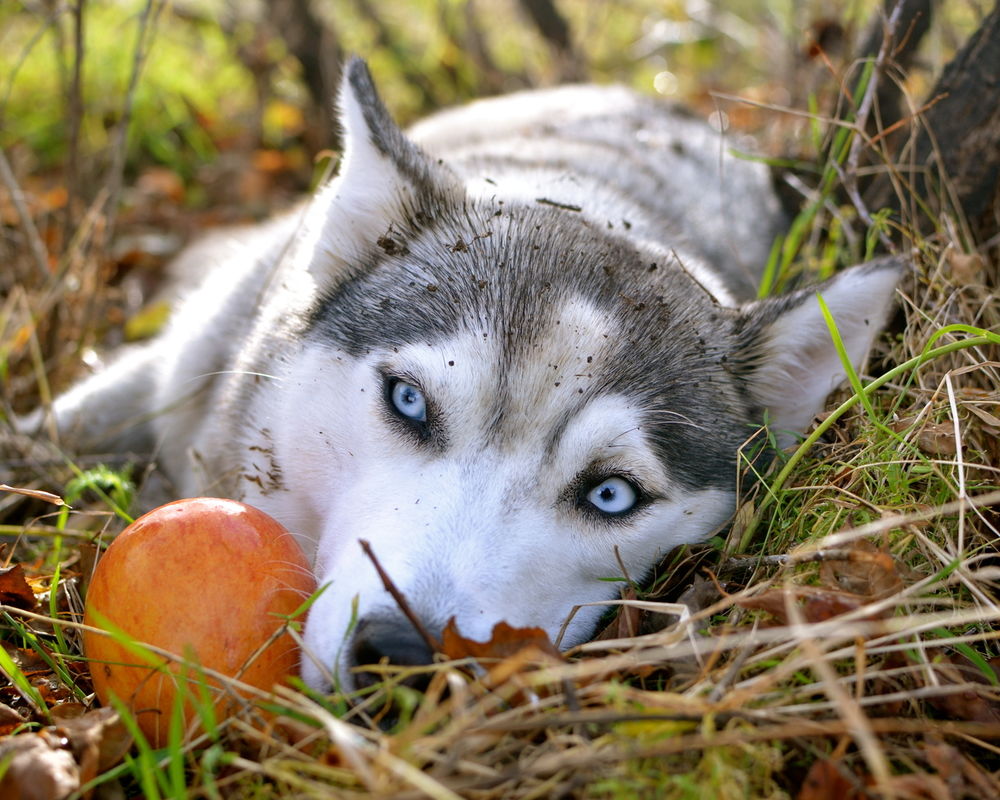 Обои для рабочего стола Сибирская лайка лежит в траве и осенних листьях рядом с яблоком