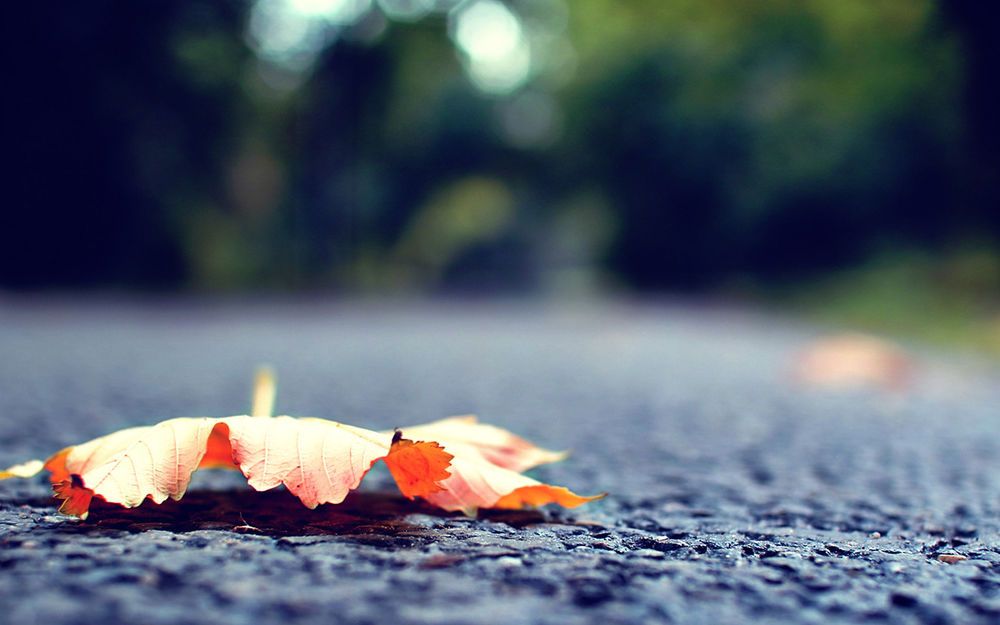 Обои для рабочего стола Осенний лист лежит на дороге