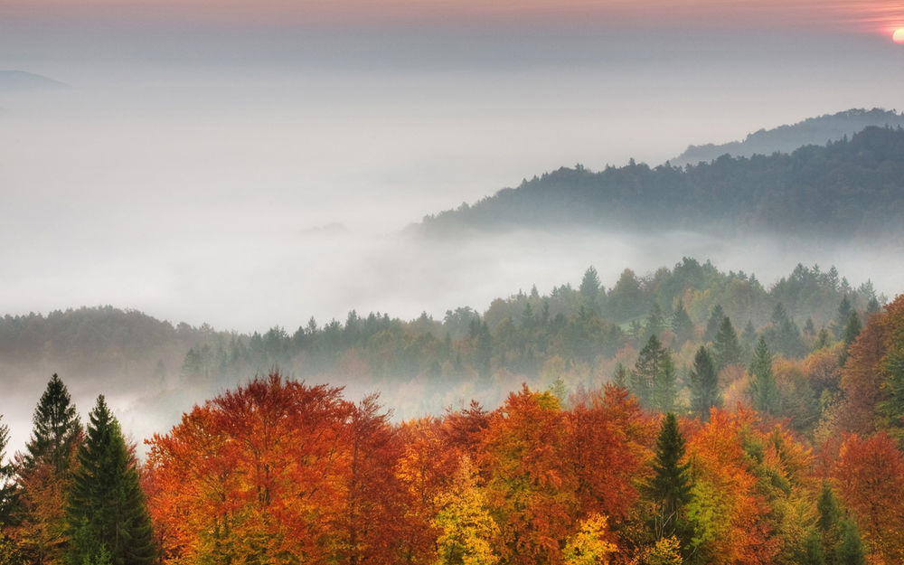 Обои для рабочего стола Разноцветные верхушки деревьев среди покрытых лесом холмов залитых туманом