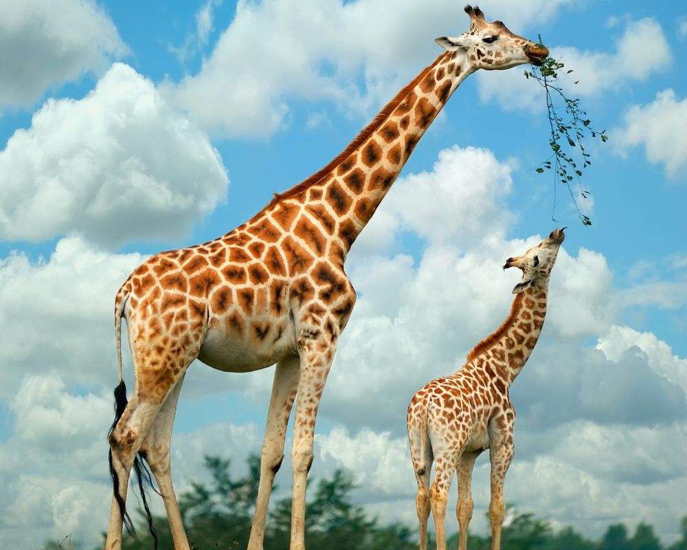 Обои на рабочий стол Жираф и ребенок жирафа едят ветку дерева, обои для рабочего  стола, скачать обои, обои бесплатно