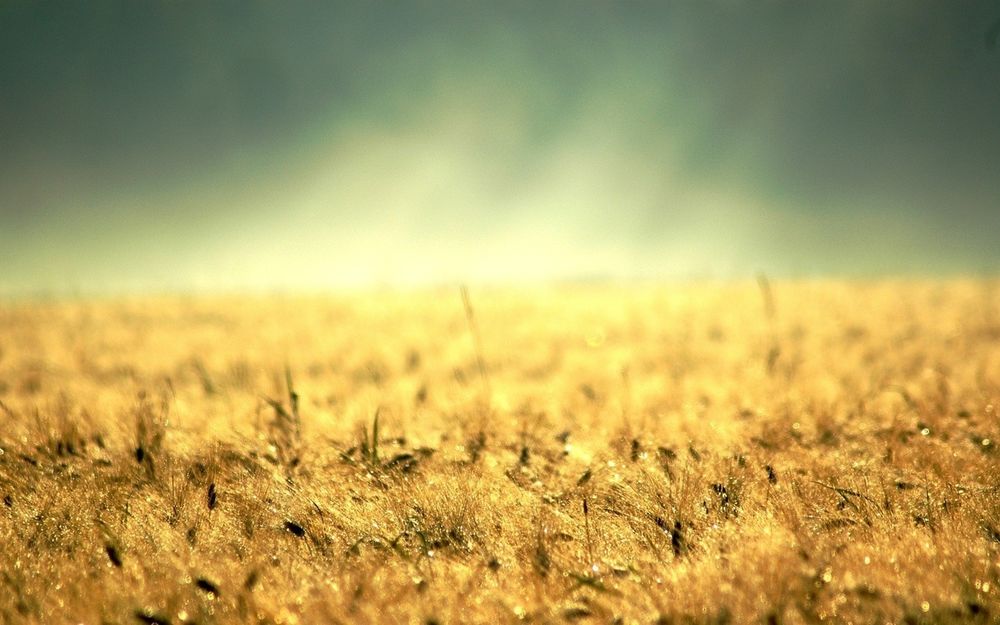 Обои для рабочего стола Поле увядших колосков на фоне пасмурного неба