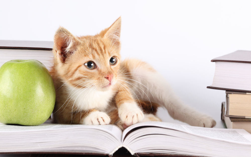 Обои для рабочего стола Котёнок лежит на книге возле зелёного яблока