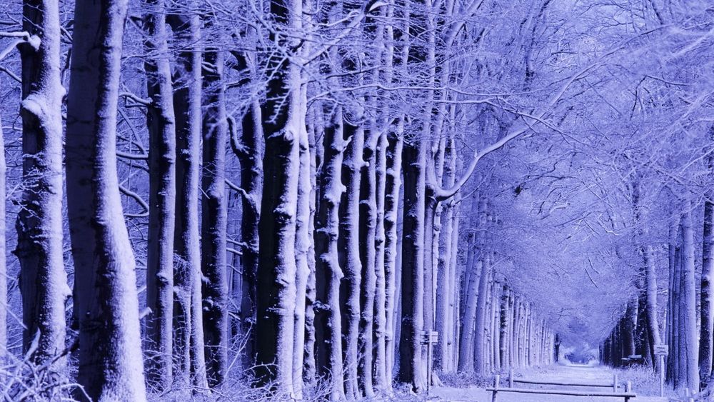 Обои для рабочего стола Сказочный зимний лес с фиолетовым оттенком снега и с мостиком