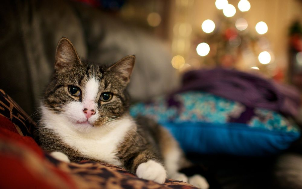 Обои для рабочего стола Полосатый кот лежит на диване в комнате, на фоне огоньков новогодней елки