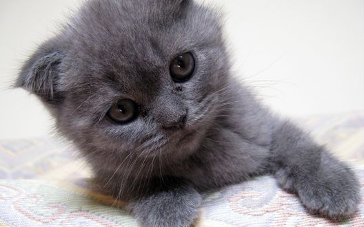 Обои на рабочий стол Британский котёнок