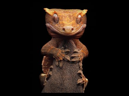 Обои на рабочий стол Макро фотография  какой-то ящерицы от Игоря Сивановича / Igor Siwanowicz