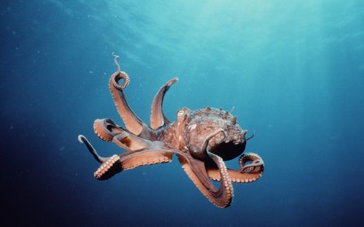 Обои на рабочий стол Японский четырехглазый осьминог / Japanese Octopus
