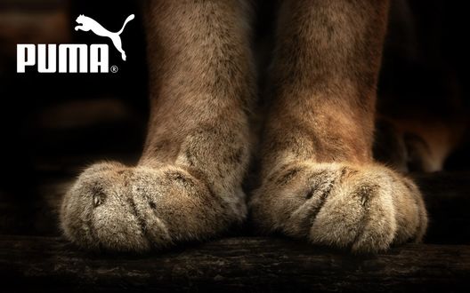 Обои на рабочий стол Мохнатые лапы пумы (Puma)