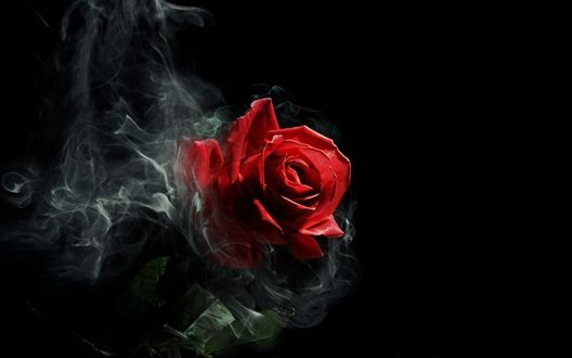 Роза в дыму живые обои