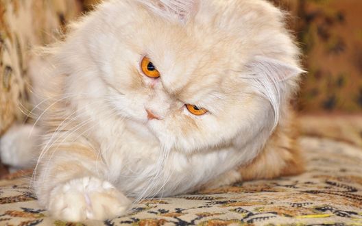 Обои на рабочий стол Белый кот