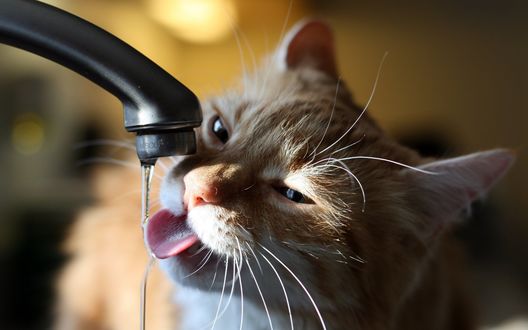 Обои на рабочий стол Кот пьет воду из-под крана
