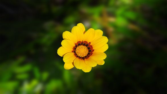 Обои на рабочий стол Kamillenblume / Жёлтая ромашка