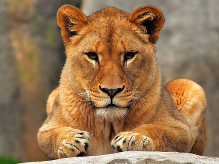 Обои на рабочий стол Молодой лев сидит на камне