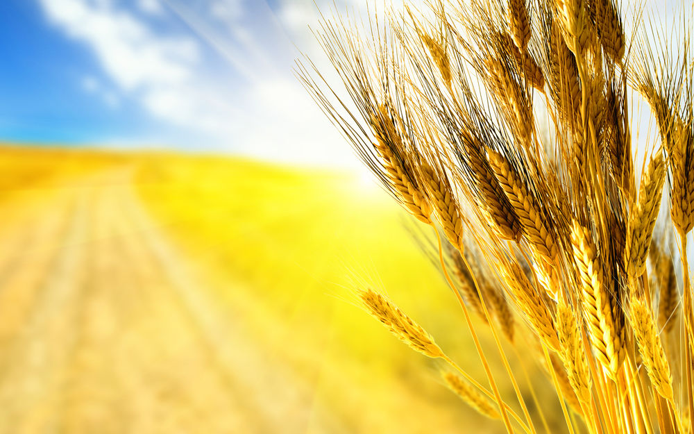 Обои для рабочего стола Колосья пшеницы на фоне золотого поля и ярко-синего летнего поля