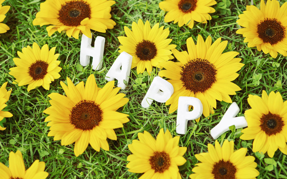 Обои для рабочего стола Яркие цветы подсолнуха на траве (HAPPY)