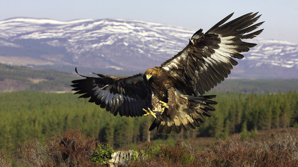 Обои для рабочего стола Полет золотого орла / golden eagle в горах