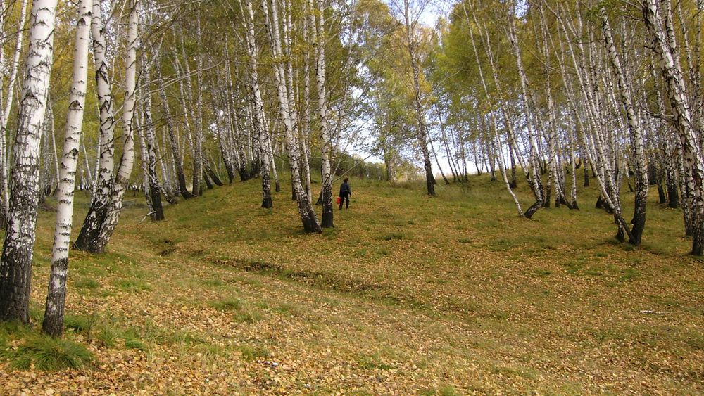 Обои для рабочего стола Березовая роща осенью, среди деревьев грибник с ведром