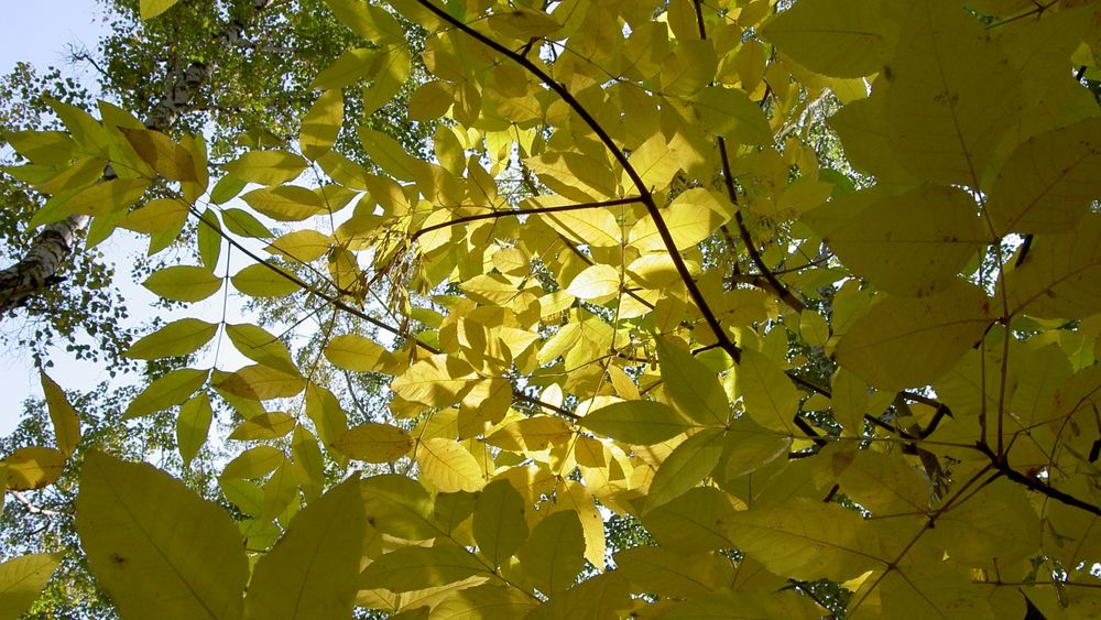 Обои для рабочего стола Солнце просвечивает сквозь ажурную листву на дереве