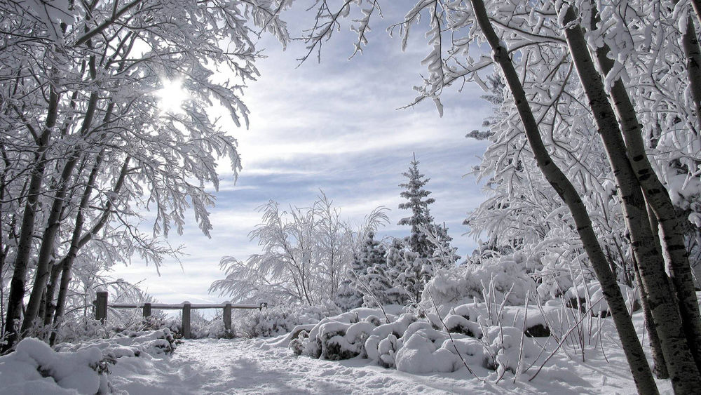 Обои для рабочего стола Красивый лес в снегу и ясное небо над ним