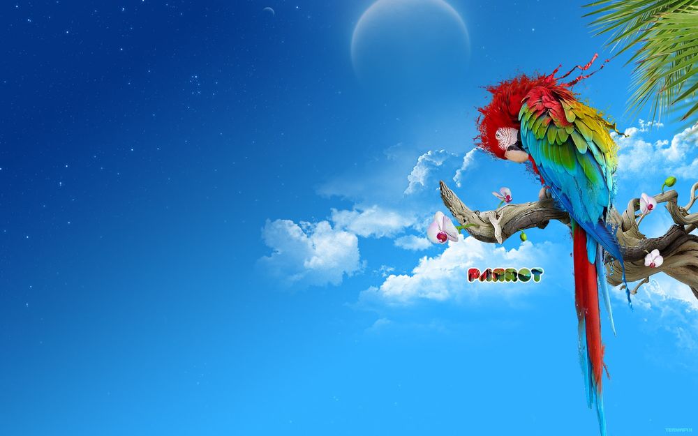Обои для рабочего стола Попугай сидит на цветущей ветке (parrot)