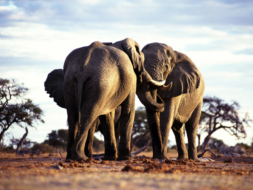 Обои для рабочего стола Слоны обнимаются хоботами посреди саванны