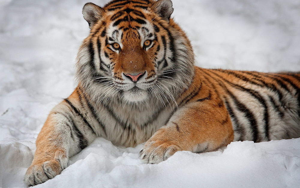Обои для рабочего стола Тигр лежит на снегу